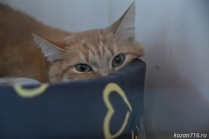 The prosecutor's office found violations at a cat show in Naberezhnye Chelny.