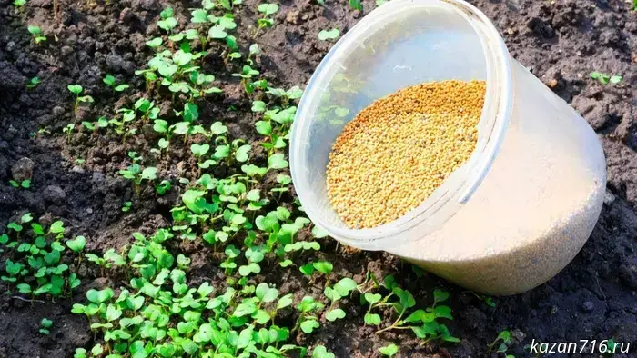 Make time to enrich the soil before the cold sets in. The fastest-growing cover crops for autumn.