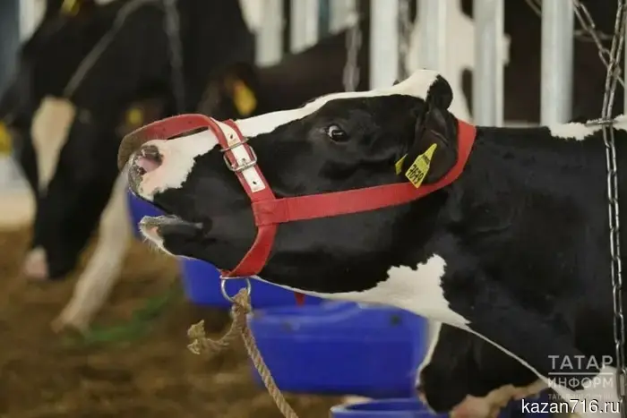 В Татарстане введён временный запрет на ввоз парнокопытных животных.